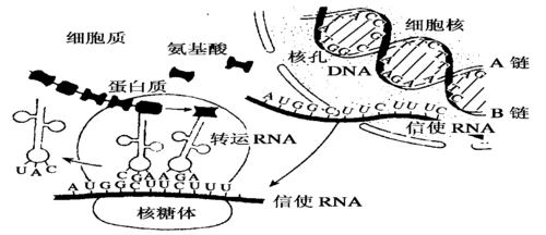 必修二滚动复习(四)——dna的复制,转录,翻译答案