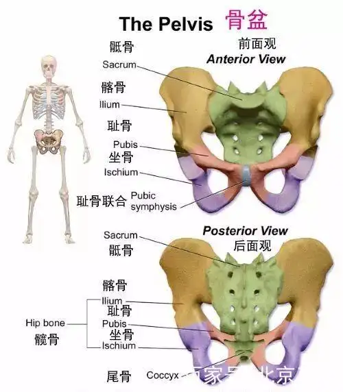 骶椎为何被誉为人体的"生命之骨"?