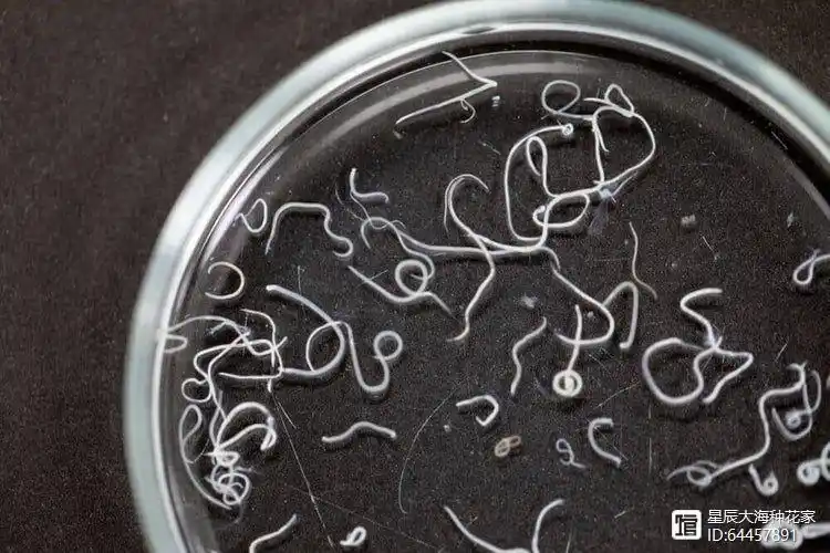 蛔虫这种恶心的生物是怎么跑到肚子里的?