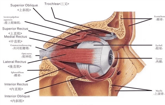 上睑提肌后是永久的吗