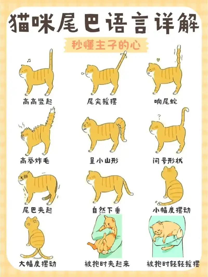 猫咪尾巴不骗人93情绪状态一看便知06|猫咪尾巴不骗人93情 - 抖