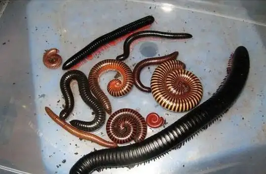 巨型马陆领略巨大昆虫的种族与神奇