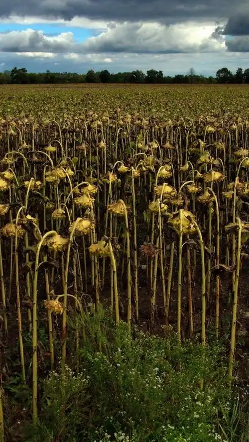 枯萎的向日葵,黄昏,云彩