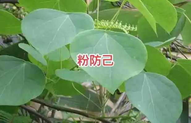粉防己别名汉防己,猪大肠,属防己科植物味苦性寒有祛风止痛,利 - 抖音