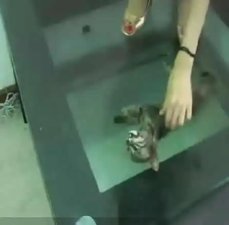 网络又现年轻女子高跟鞋踩踏小动物她们犯法吗