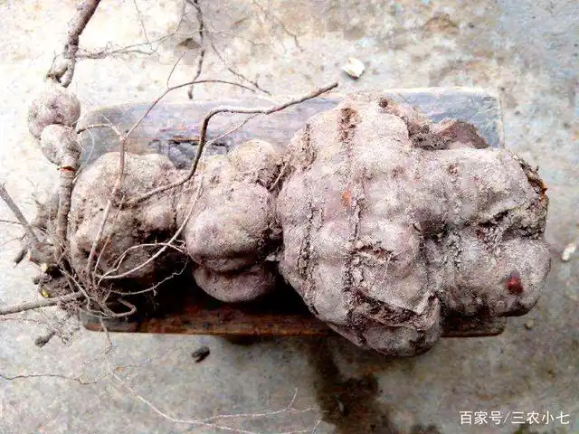 一种常见的药材"何首乌",根茎才是宝?其实茎叶价值也很大