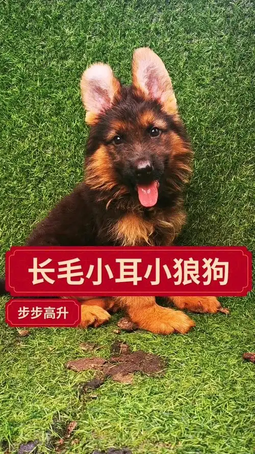 长毛德牧小狼狗两个多月