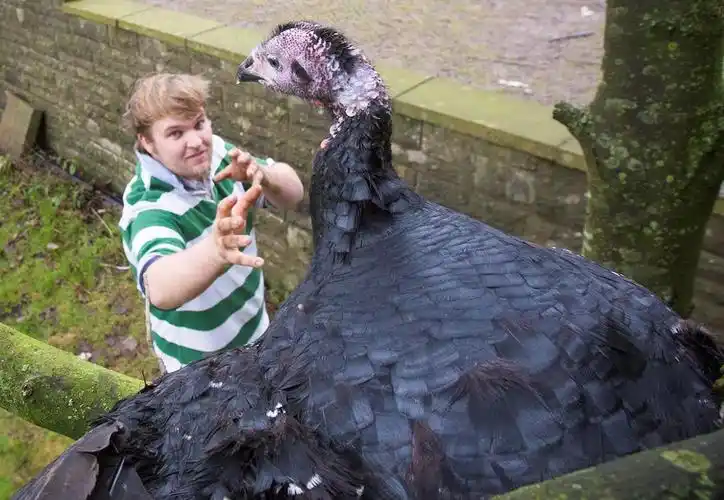 英聪明火鸡上演"小鸡快跑" 逃脱上餐桌命运