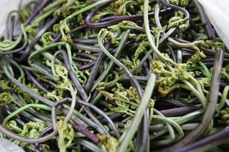 农村山上的野生蕨菜到底能不能吃山上的野蕨菜可以吃吗