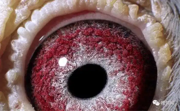 搜鸽美图 | 鸽眼分类及鉴别_砂眼