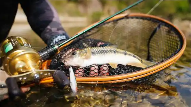 领峰路亚唯美大片,溪流钓的魅力!