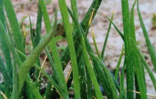 请问大葱灰霉病应该怎样治疗?