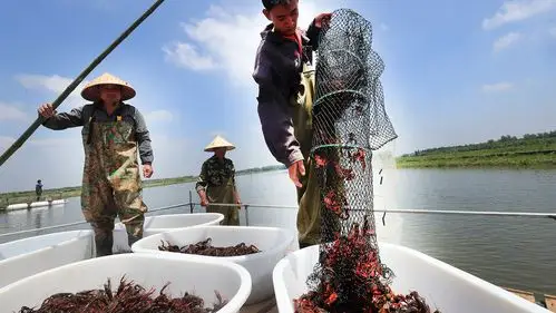 在上海崇明岛有着近千亩的小龙虾养殖基地,. 来自解放日报 - 微博