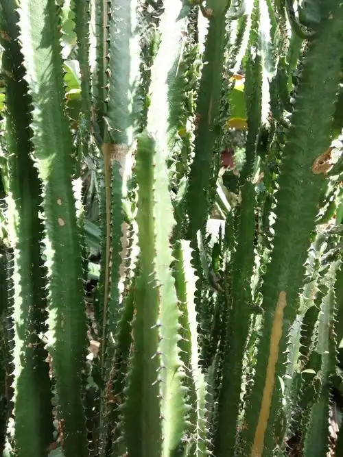 这种仙人掌类植物叫什么?