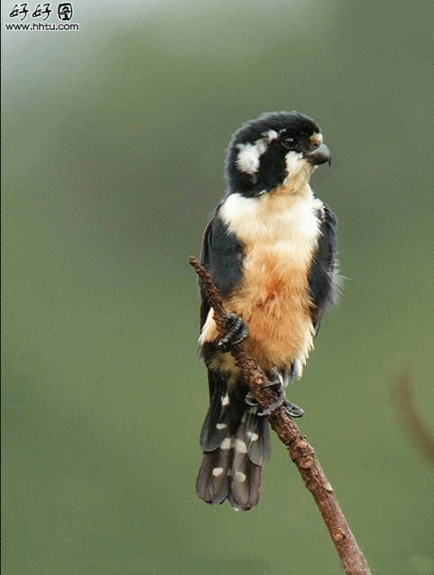 482_638竖版 竖屏gif 动态图 动图