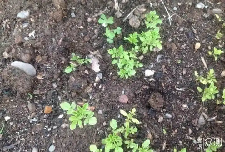 维持土壤有适当的水分,它的种子在一周后就可以慢慢发芽了,后期醉蝶花