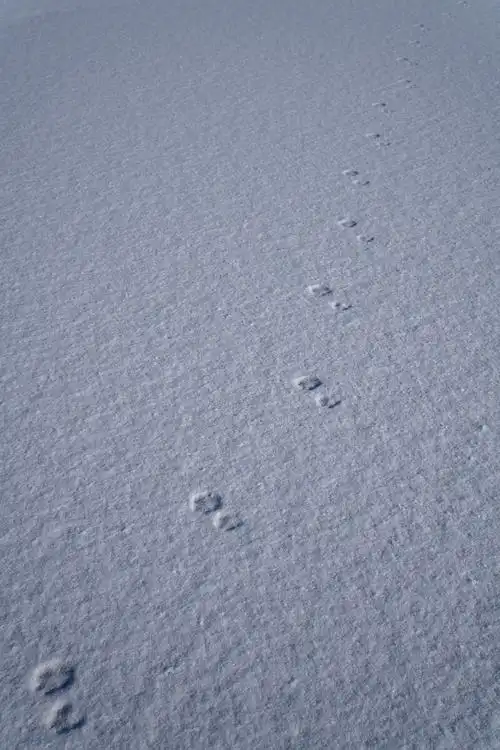 雪地上狐狸的小脚印