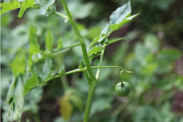 你见过马铃薯的果实吗?