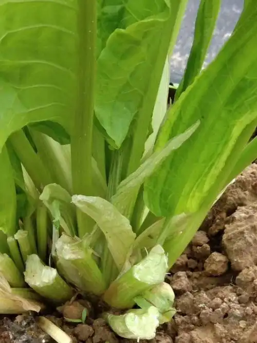 在北方12月中旬进入半枯萎期,来年2月底返青,返青后根茎部的叶簇再生