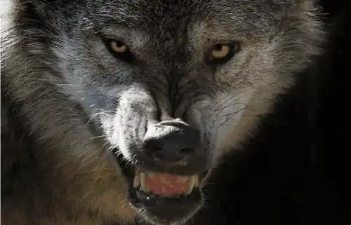 狼若回头必有理由男人一定要看朋友圈转疯了