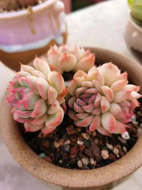 草莓冰,一年四季,都是这么好看的颜色