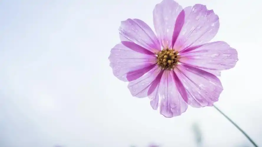 小清新花朵简约动态5k壁纸