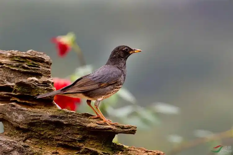 【河南泉水湾拍的鸟】
