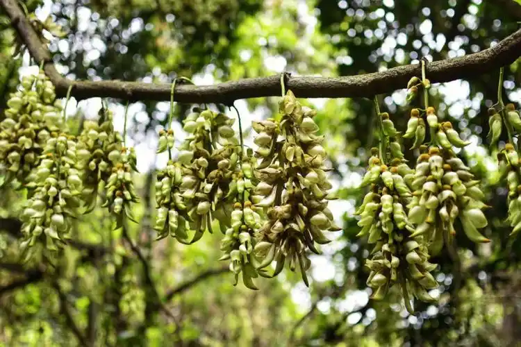 很有意思的禾雀儿花