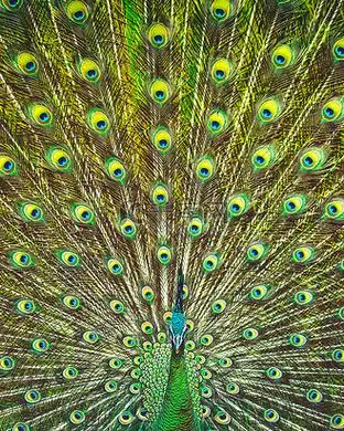 漂亮孔雀尾巴图片_漂亮孔雀尾巴素材-漂亮孔雀尾巴图片大全-千库网