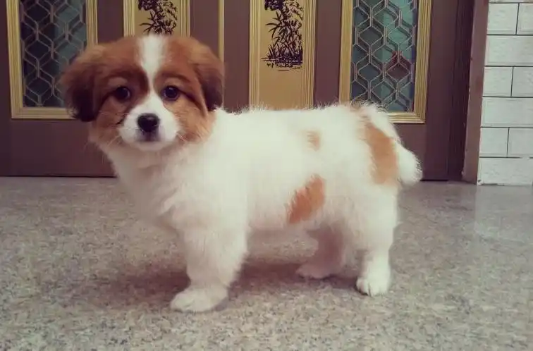 蝴蝶犬咳嗽怎么办?蝴蝶犬拉稀呕吐,也可能喂得太多导致的腹泻