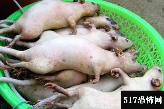 传闻吃法是将活的小老鼠用筷子夹住,蘸上调料然后直接生吃,可以说非常