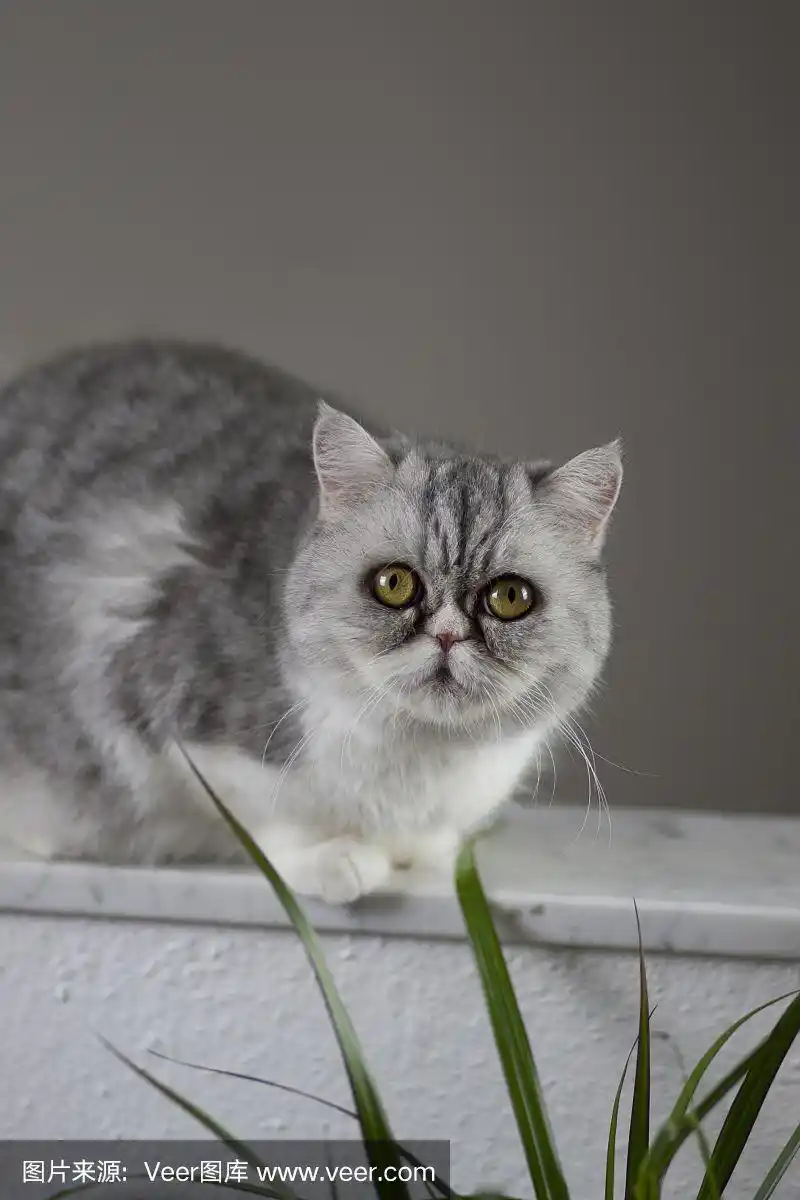 短毛猫,异国情调,灰色,白色,波斯猫