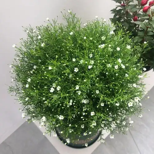 不知道花期多久,败了是不是就要扔了?那我还需要换盆吗?#满天星