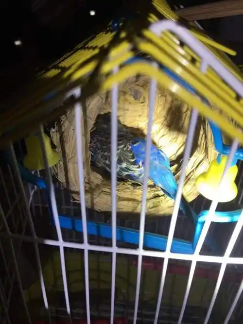 虎皮鹦鹉突然死在草窝里面了