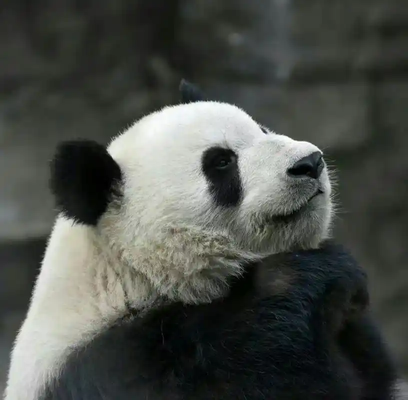 熊猫:萌兰——社畜;明天周末放假来北动看萌萌又可爱的我;萌兰给亲亲