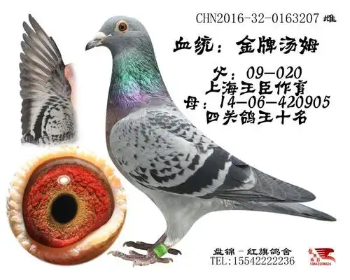 金牌汤姆-盘锦红旗鸽舍-中信网爱鸽商城