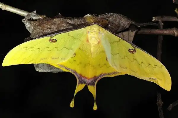 华尾大蚕蛾长有水袖状的绿色尾突对植物危害巨大