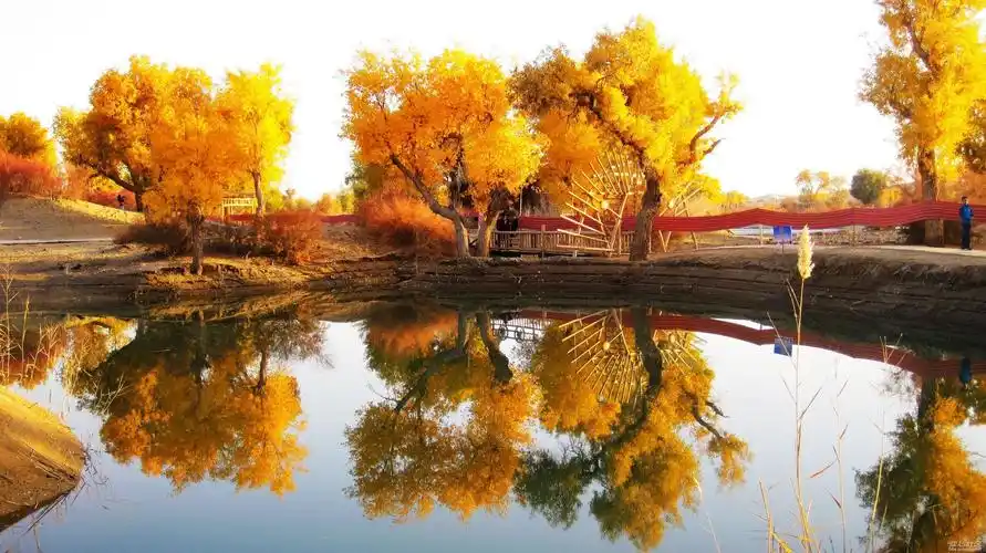 秋天,胡杨林很美,体会的是精神