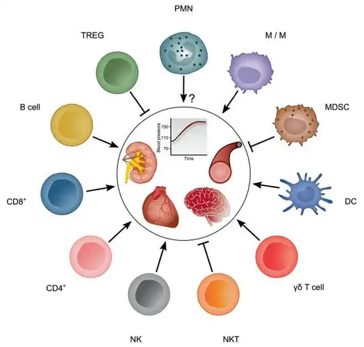 免疫病理是高血压发病的核心因素_细胞_cardiol_学说