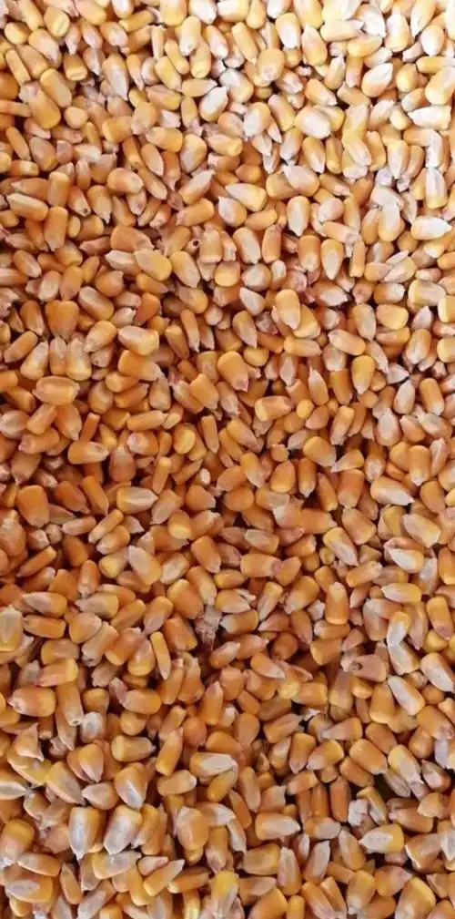 干玉米 毛货 水份20%-30%