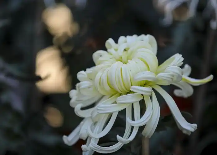 白菊,洁白无瑕.