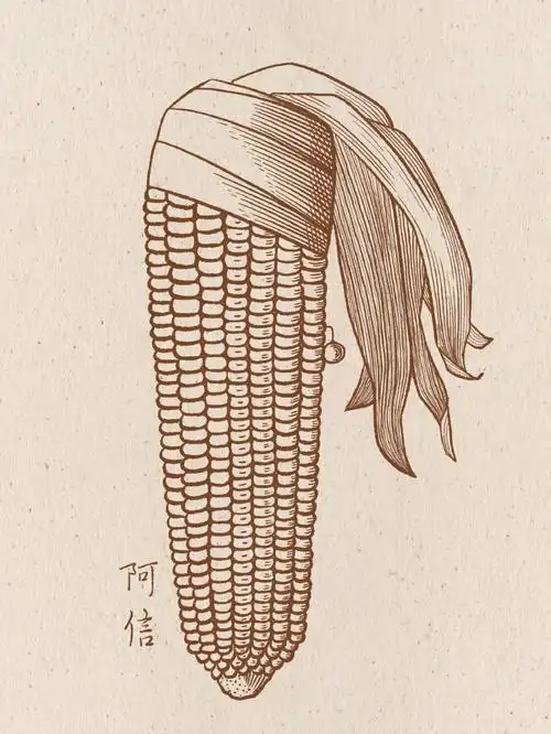 戴珍珠耳环的玉米世界名画模仿钢笔画