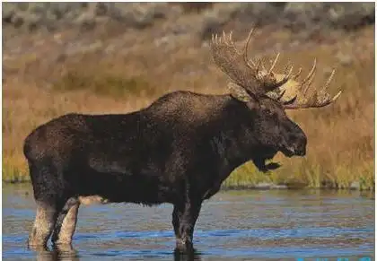 世界上最大的鹿,驼鹿体长至3米,体重达1吨