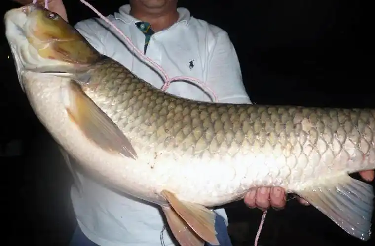 乡下亲戚家后山水库钓上来的大草鱼足足有20斤重