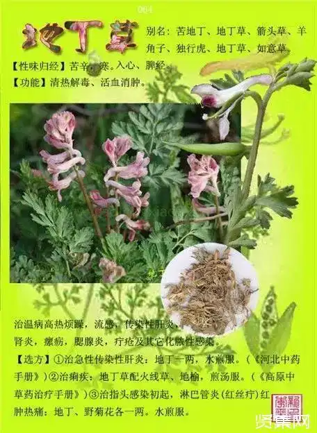100种中草药大全名字和图片形态及功效主治