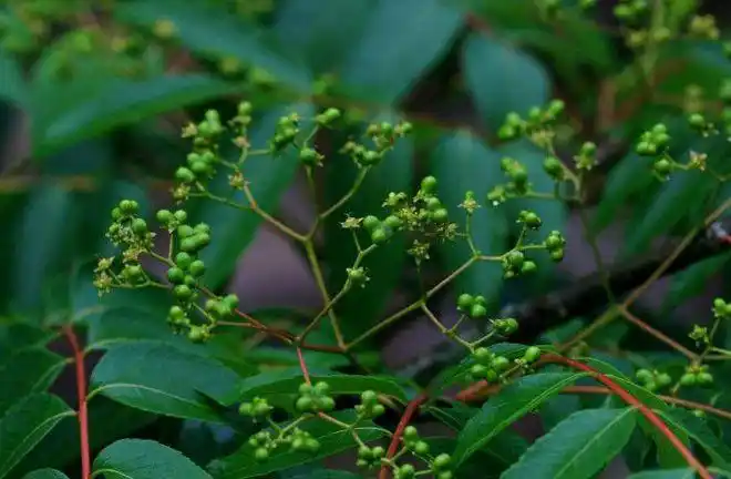 农村一种苦树以前农民当柴烧如今被砍到稀缺遇到请珍惜