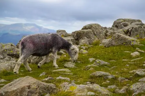 可爱的绵羊高清桌面壁纸下载 第二辑