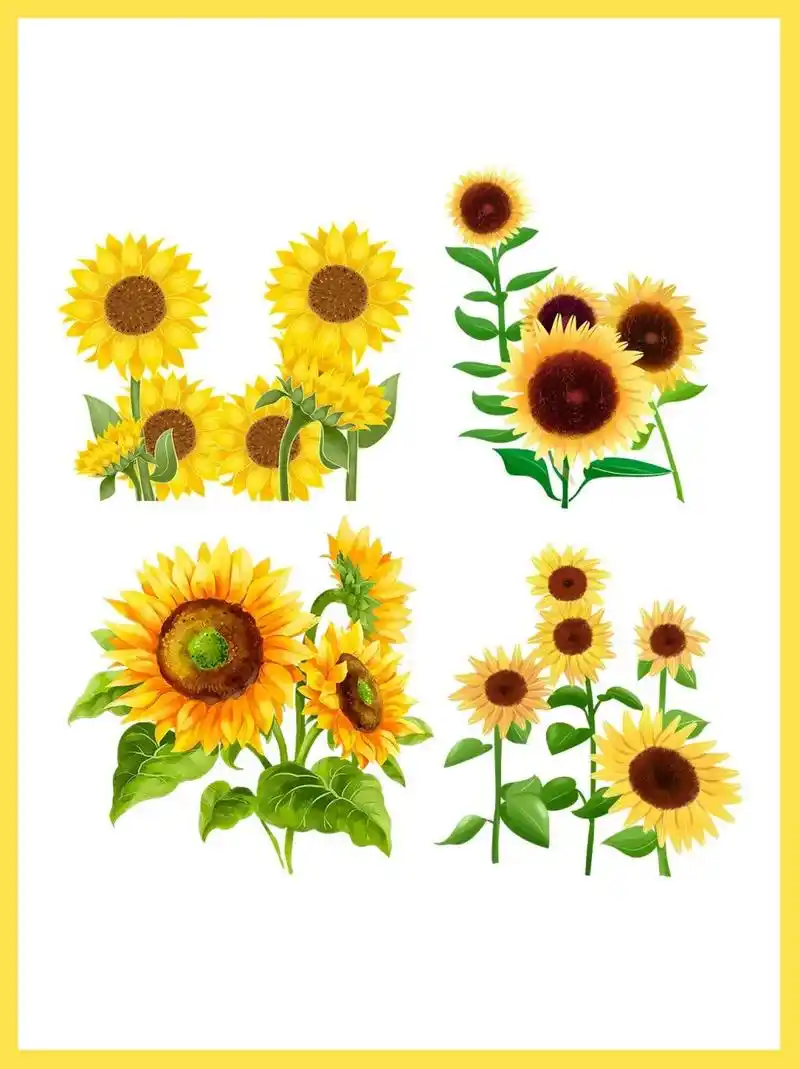 97手绘向日葵素材|免抠png.