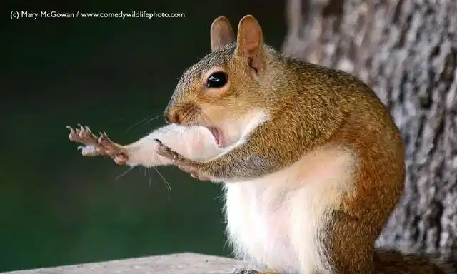 红眼搞笑头像狗头搞笑又可怕的头像网上鉴宝搞笑视频剪辑搞笑视频发抖