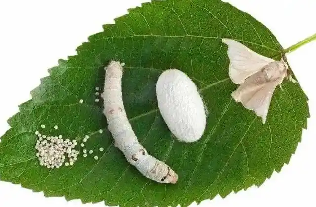 飞蛾是由蚕变成的,飞蛾是蚕的成虫.